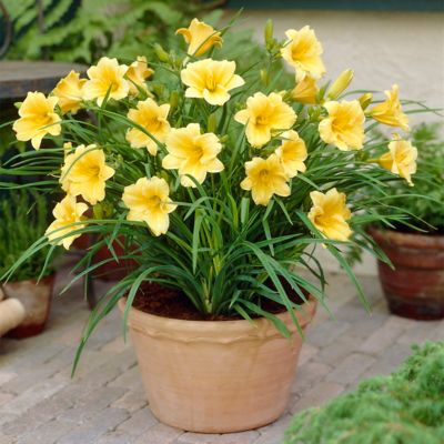 Image showing  Daylilies Re Blooming Stella de ft. Oro, 1 Root