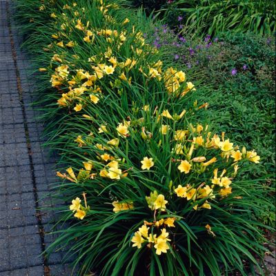 Image showing  Daylilies Re Blooming Stella de ft. Oro, 1 Root