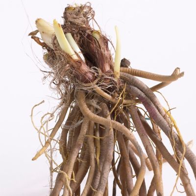 Image showing  Daylilies Re Blooming Stella de ft. Oro, 1 Root