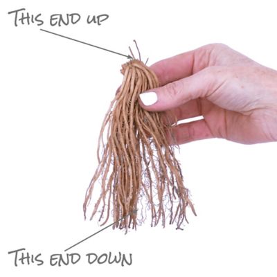 Image showing  GMO Free Asparagus Mary Washington, Set of 3 Roots