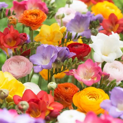 Van Zyverden Grand Freesia and Ranunculus Blend, 10 Bulbs