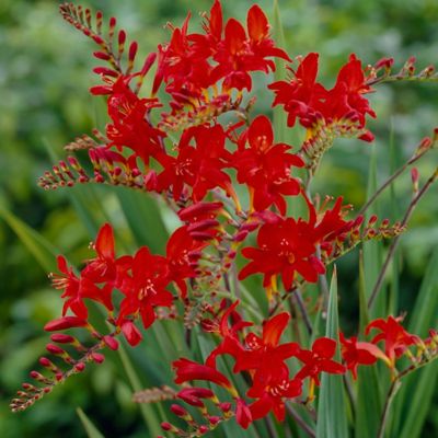 Van Zyverden Crocosmia Lucifer, Set of 6 Bulbs