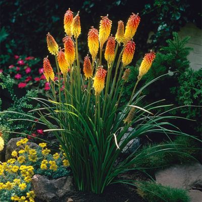 Van Zyverden Kniphofia Red Hot Poker, 1 Root