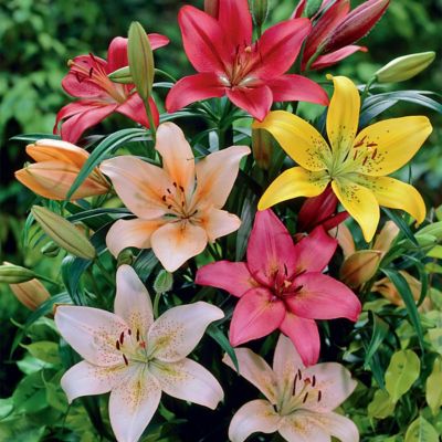 Van Zyverden Lilies Dutch Asiatic Mixture, Set of 3 Bulbs
