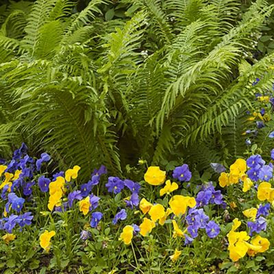 Image showing  Woodland Plant TN Ostrich Glade Fern, 1 Root