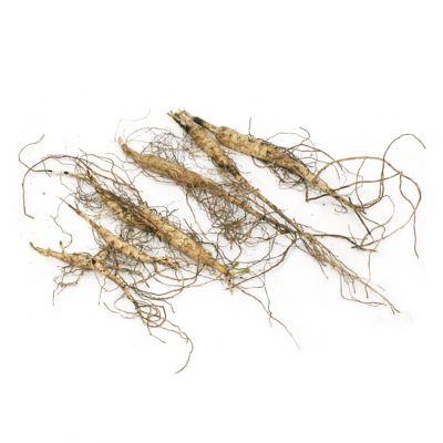 Image showing  Asclepias Tuberosa Support the Monarchs, 3 Roots