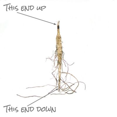 Image showing  Asclepias Tuberosa Support the Monarchs, 3 Roots