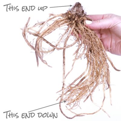 Image showing  Hosta Big Daddy, 1 Root