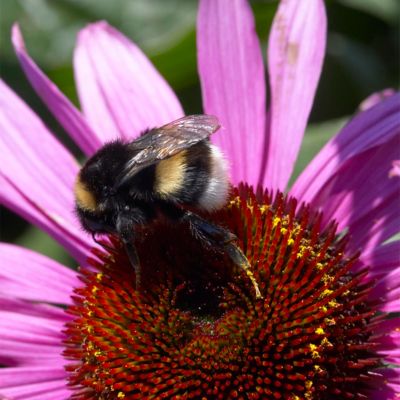 Image showing  Coneflowers Bumble Bee Pollinator, Set of 3 Roots