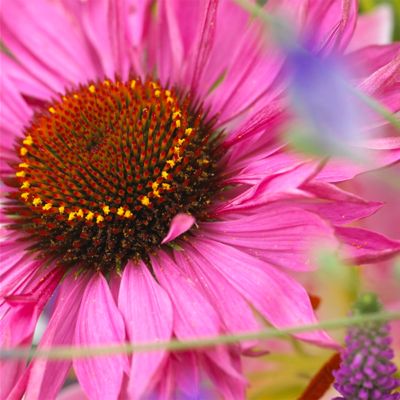Image showing  Coneflowers Bumble Bee Pollinator, Set of 3 Roots