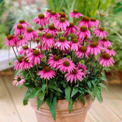 Image showing  Coneflowers Bumble Bee Pollinator, Set of 3 Roots