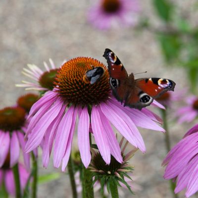 Image showing  Coneflowers Bumble Bee Pollinator, Set of 3 Roots