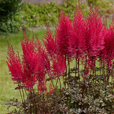 Image showing  Astilbe Mighty Chocolate Cherry, Set of 3 Roots