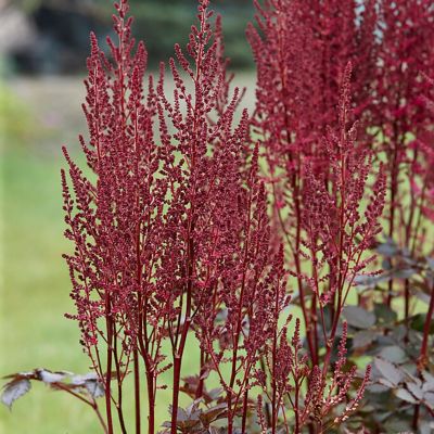 Image showing  Astilbe Mighty Chocolate Cherry, Set of 3 Roots