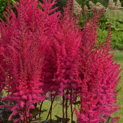 Image showing  Astilbe Mighty Chocolate Cherry, Set of 3 Roots