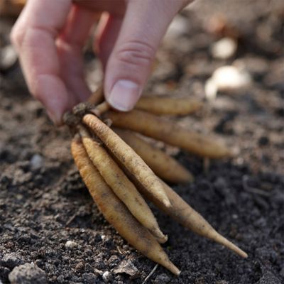 Image showing  Astilbe Mighty Chocolate Cherry, Set of 3 Roots