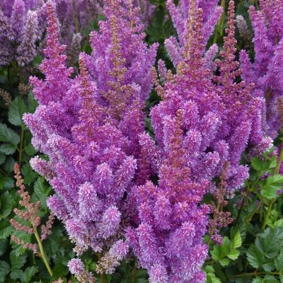 Van Zyverden Astilbe Black Pearls, Set of 3 Roots