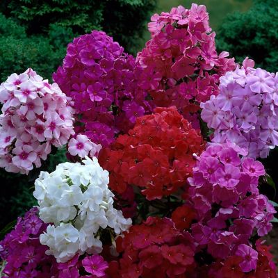 Image showing  Assorted Color Tall Phlox Mixed Plants, 3 pc. Roots