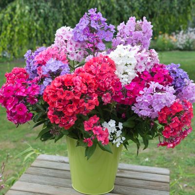 Image showing  Assorted Color Tall Phlox Mixed Plants, 3 pc. Roots