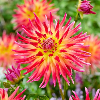 Van Zyverden Dahlias Electric Flash, Set of 3 Bulbs
