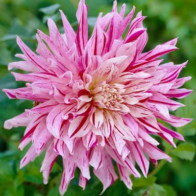 Image showing  Dahlias Bristol Stripe, Set of 3 Bulbs
