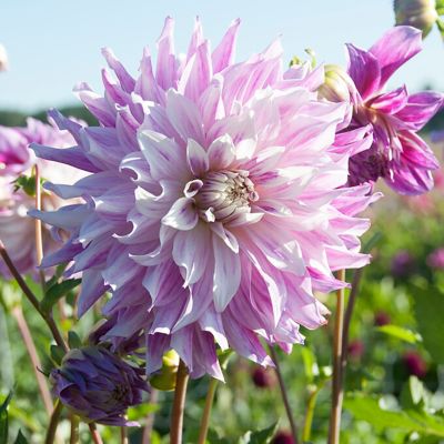 Image showing  Dahlias Bristol Stripe, Set of 3 Bulbs