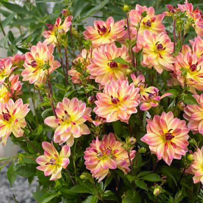 Van Zyverden Dahlias Pacific Ocean, Set of 3 Bulbs