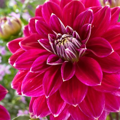 Van Zyverden Dahlias Maldini, Set of 5 Bulbs