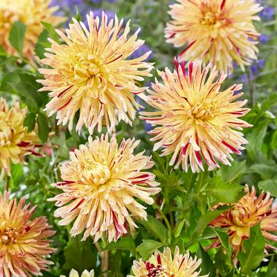 Van Zyverden Dahlias Cambridge, Set of 3 Bulbs