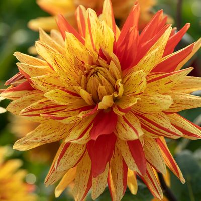 Van Zyverden Dahlias Striped Vulcan, Set of 5 Bulbs