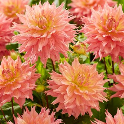Image showing  Dahlias Omega, Set of 5 Bulbs