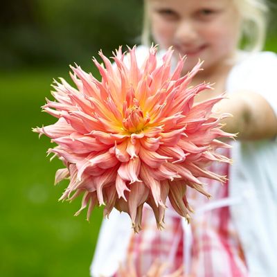 Image showing  Dahlias Omega, Set of 5 Bulbs