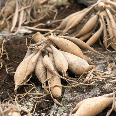 Image showing  Dahlias Omega, Set of 5 Bulbs