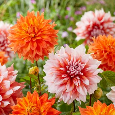 Van Zyverden Dahlias Splendid Festival Blend, Set of 7 Bulbs