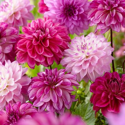 Van Zyverden Dahlias Seductive Arbawinnie Blend, Set of 5 Bulbs
