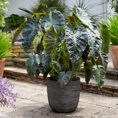 Image showing  Elephant Ears Royal Hawaiian Aloha, 1 Bulb