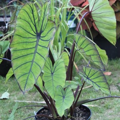 Van Zyverden Elephant Ears Royal Hawaiian Blue Hawaii, 1 Bulb