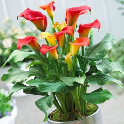 Van Zyverden Premium Callas Captain Fuego, Set of 3 Bulbs