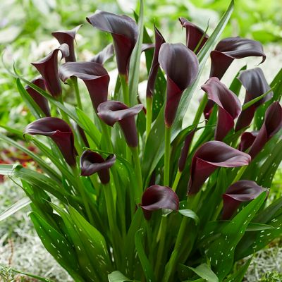 Van Zyverden Premium Callas Odessa, Set of 3 Bulbs