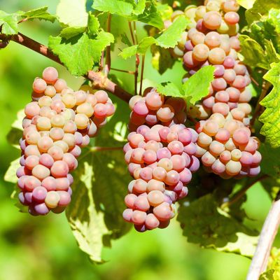 Image showing  Premium Bareroot Grape Vine Pinot Gris, 1 Plant