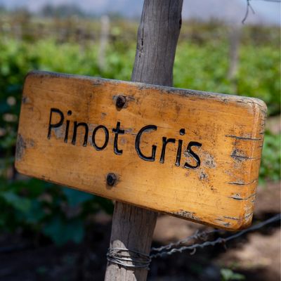 Image showing  Premium Bareroot Grape Vine Pinot Gris, 1 Plant