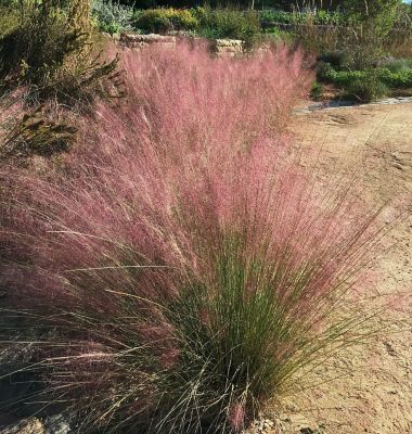 Van Zyverden Ornamental Grass Pink Muhly,1 Dormant Plant