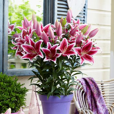 Van Zyverden Patio Star Romance Lilies Kit