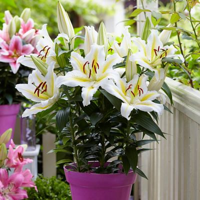 Van Zyverden Patio Golden Romance Lilies Kit