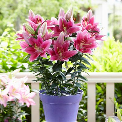 Van Zyverden Patio Gentle Romance Lilies Kit