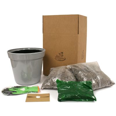 Image showing 3 th Van Zyverden Patio Smart Romance Lilies Kit