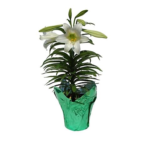 6 in. Easter Lily