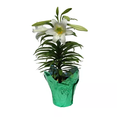 Potted Easter Lily Plant 6" Perennials