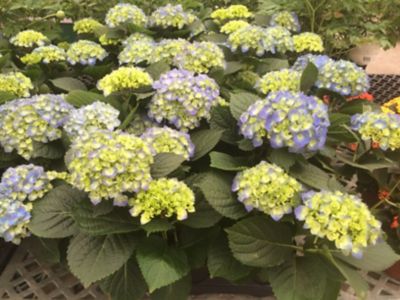 10 in. Potted Hydrangea Plant
