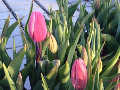 6 in. Potted Tulip Plant, 33383966861